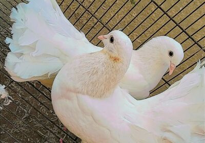 973d3044-630b-47f0-a896-1285a1d37ffd