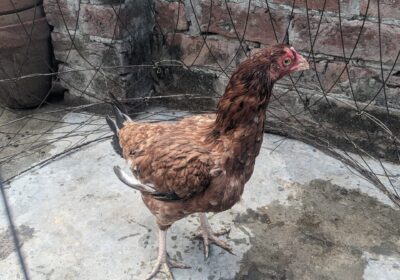 9d98d942-e46b-40a6-8328-5dd214ce4491