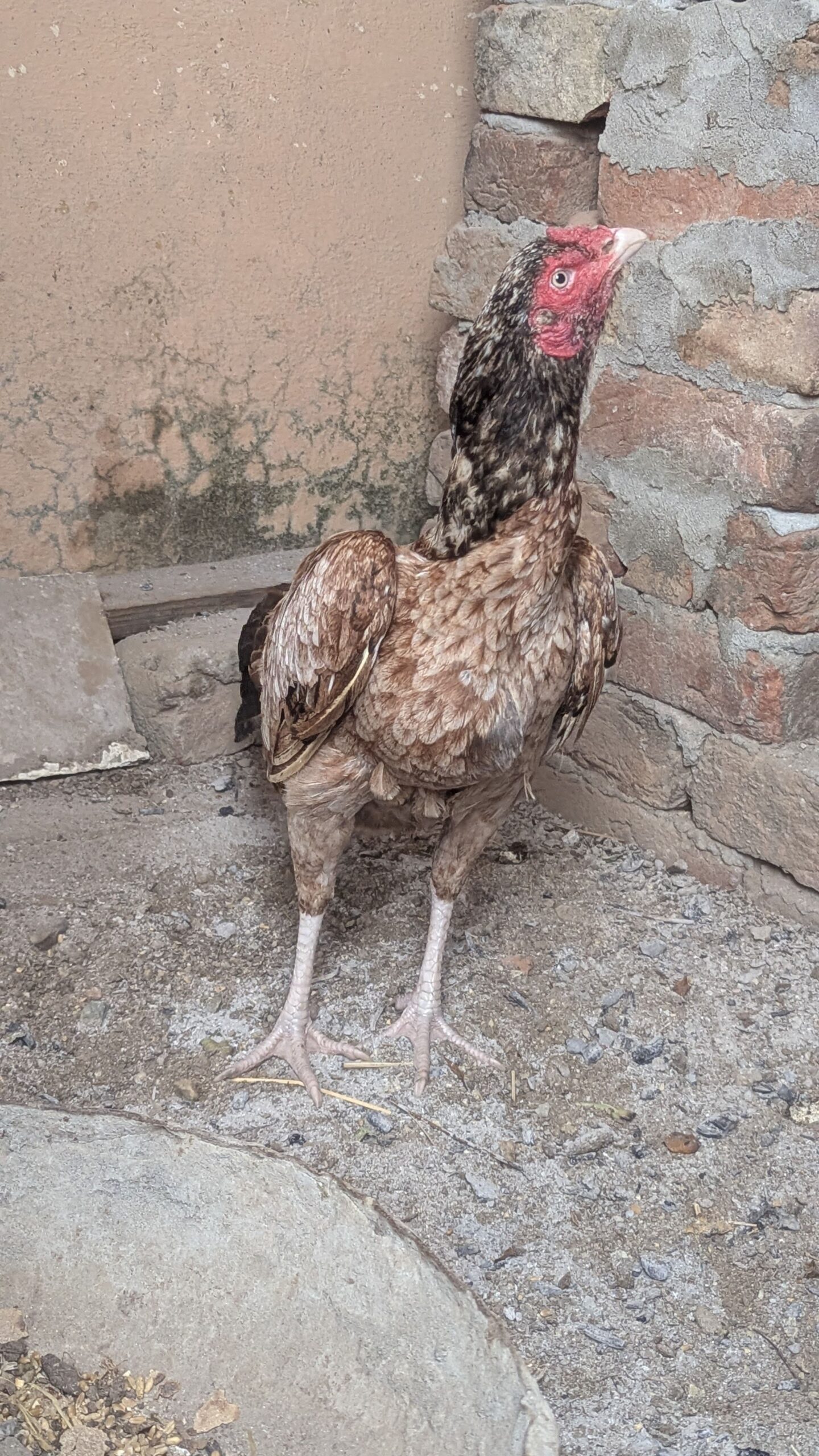 High Quality Aseel Murghi