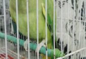 Ringneck green parrot