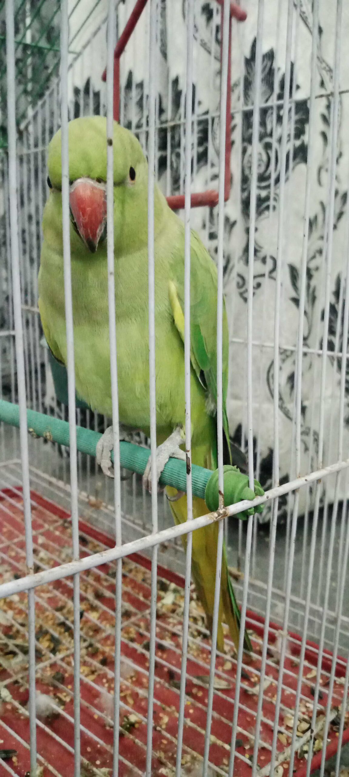Ringneck green parrot