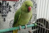 Ringneck green parrot