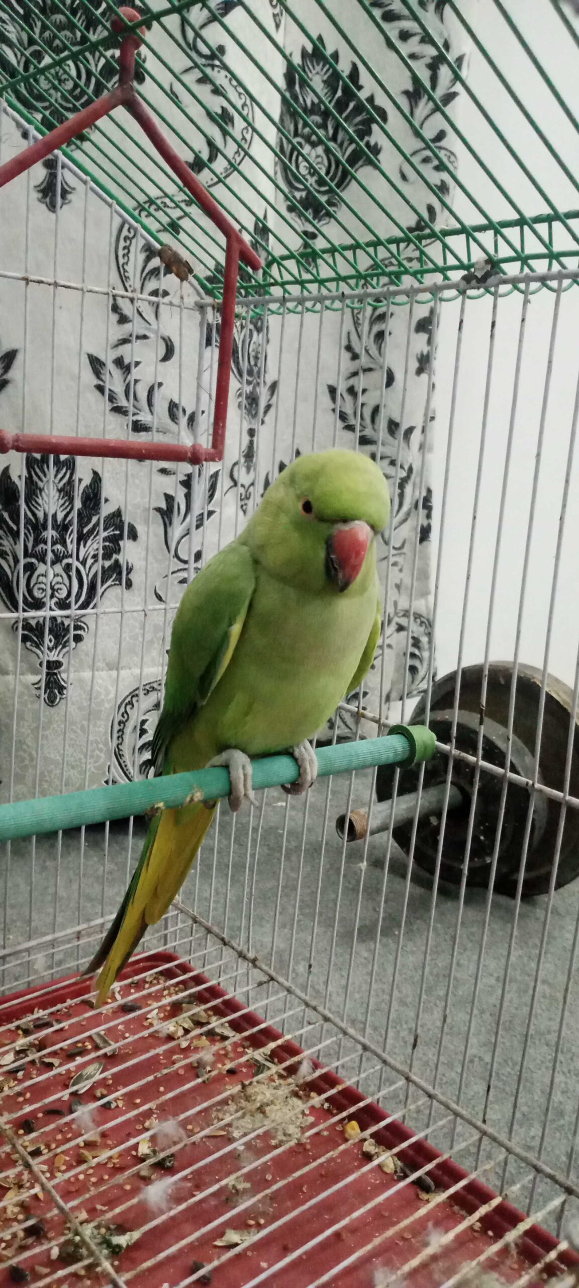 Ringneck green parrot