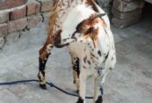 Kashmiri goat for sale