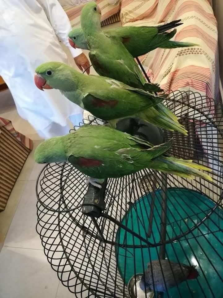 Mashalha raw k chiks