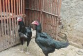 3 Healthy Pakoya Burmi Mix Breed Hens For Sale – Urgent”
