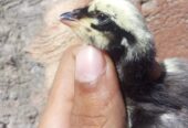 Mianwali aseel chick 1 month