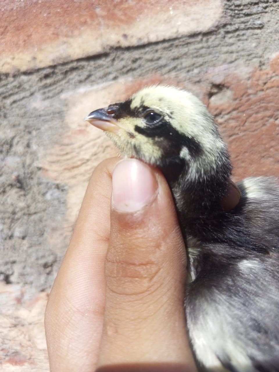 Mianwali aseel chick 1 month