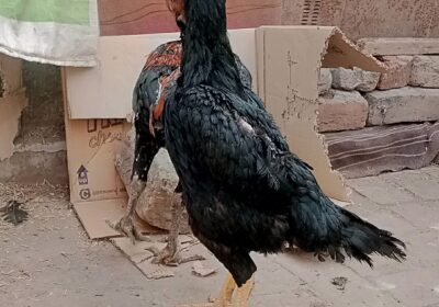 bc60b0b5-a6d3-4024-acec-38dab8cdfbbb