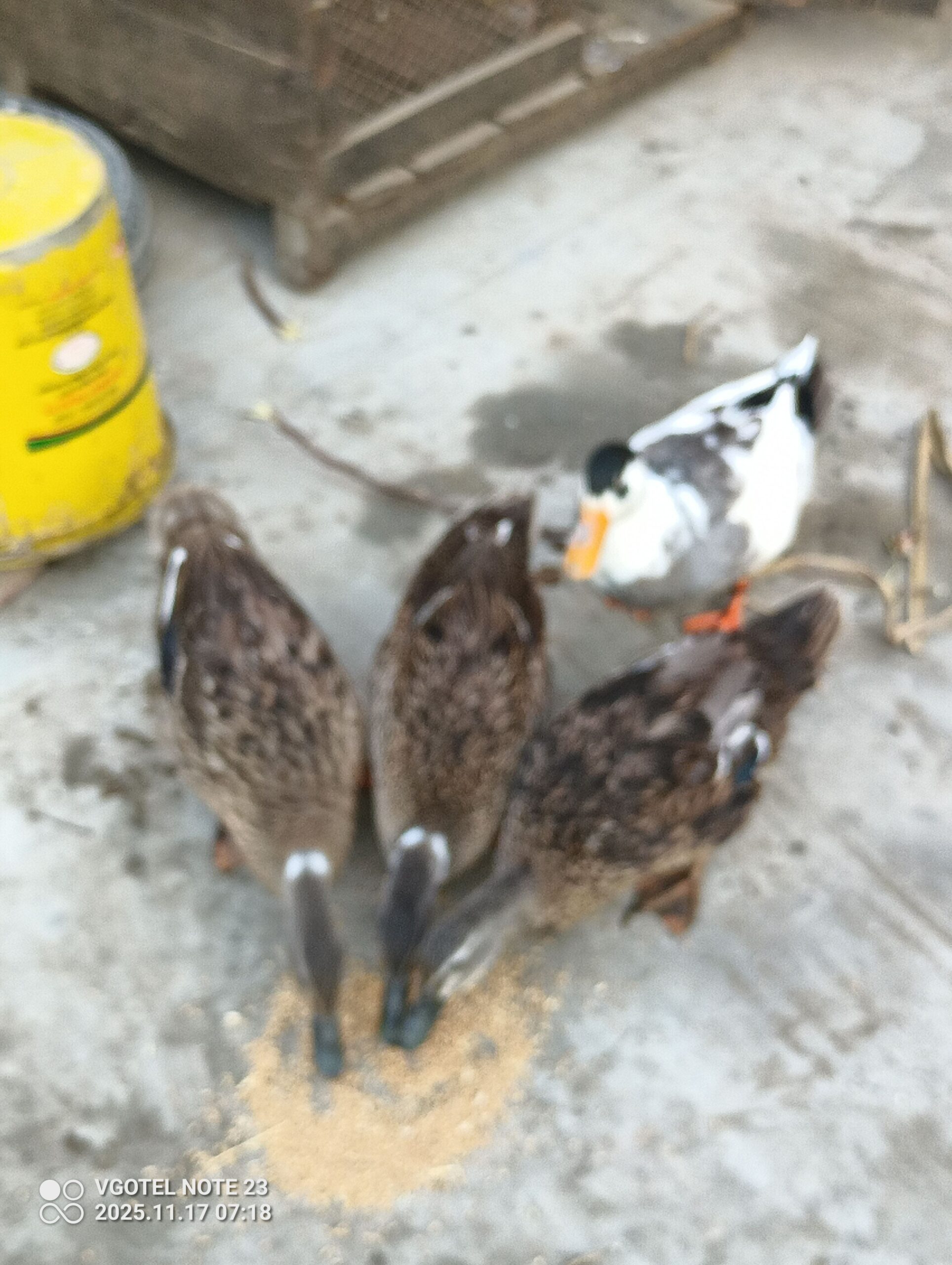 Duck for sale