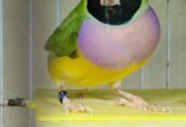 Gouldian finch jumbo size