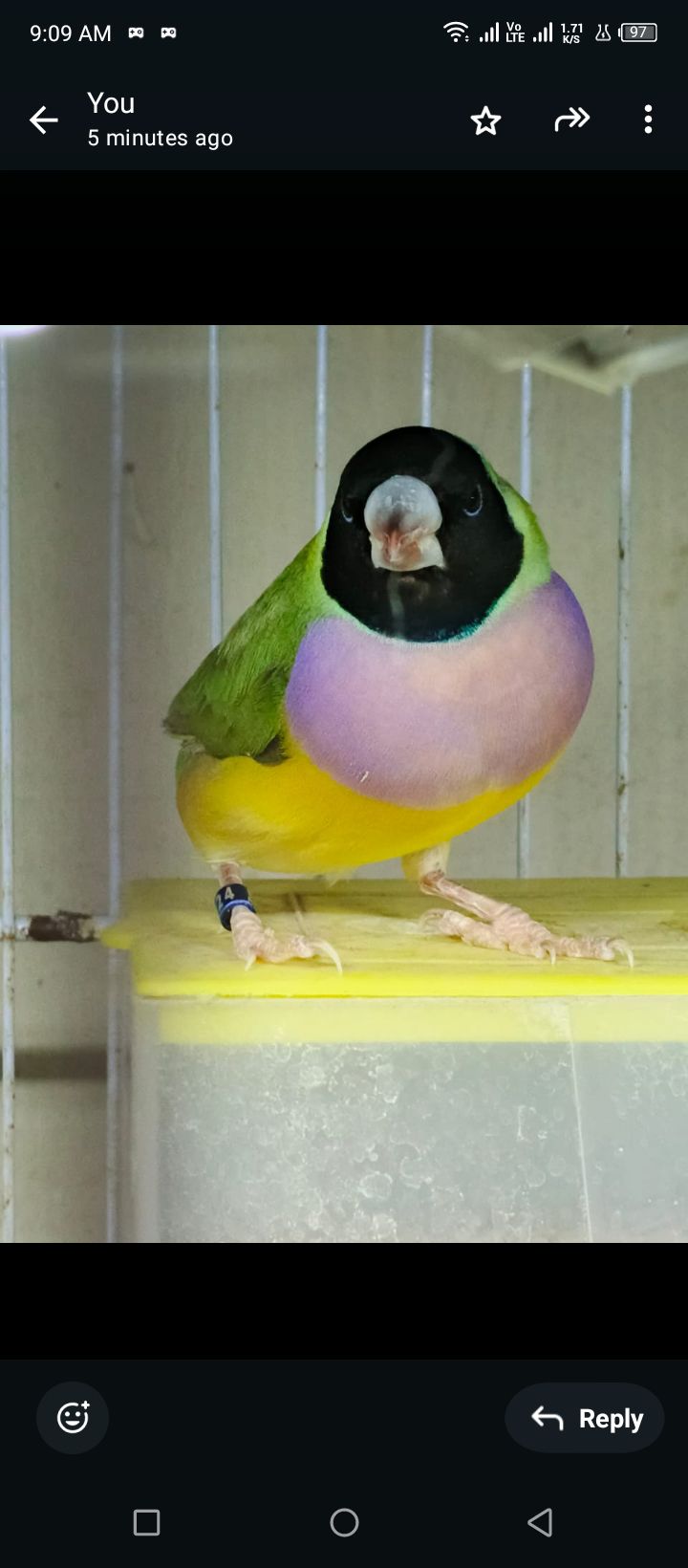 Gouldian finch jumbo size