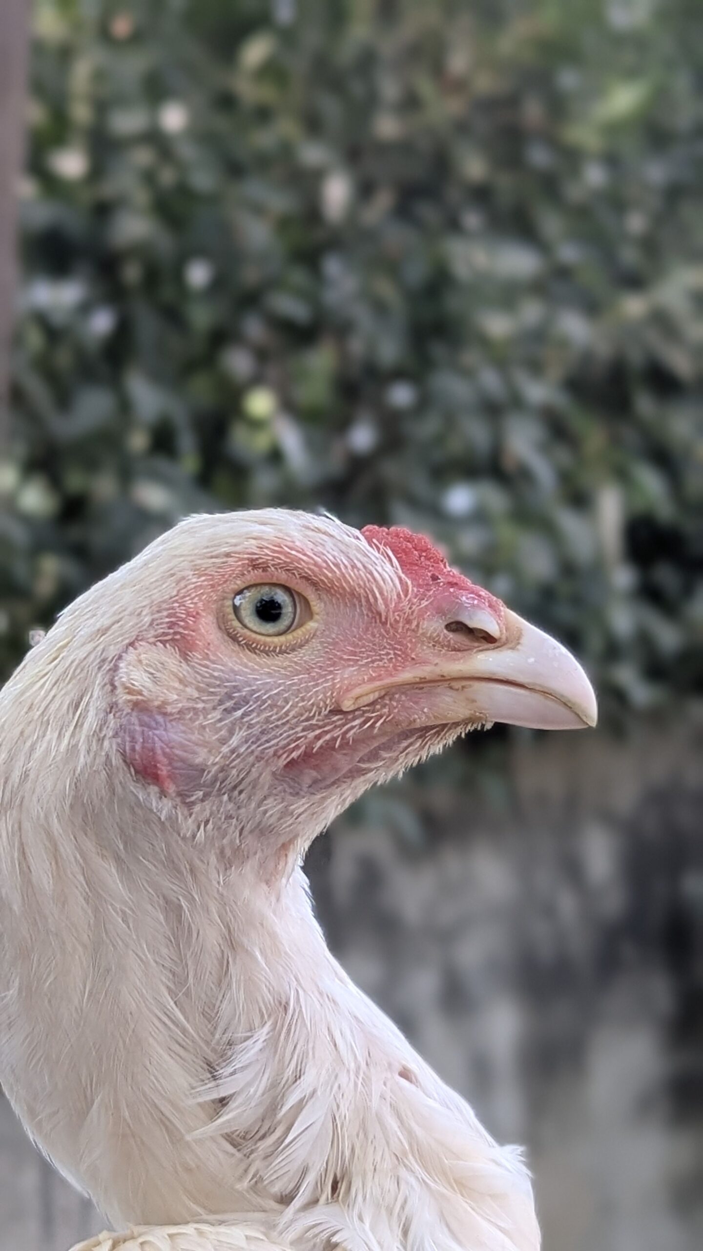 HEERA ASEEL PAIR FOR SALE