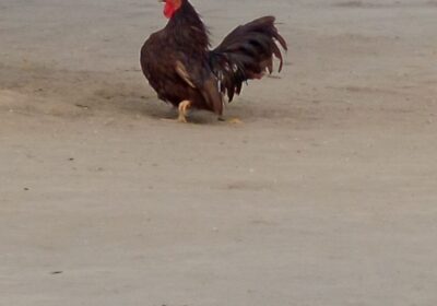 caab2cbf-234c-45ac-90d1-ab2d43861e26