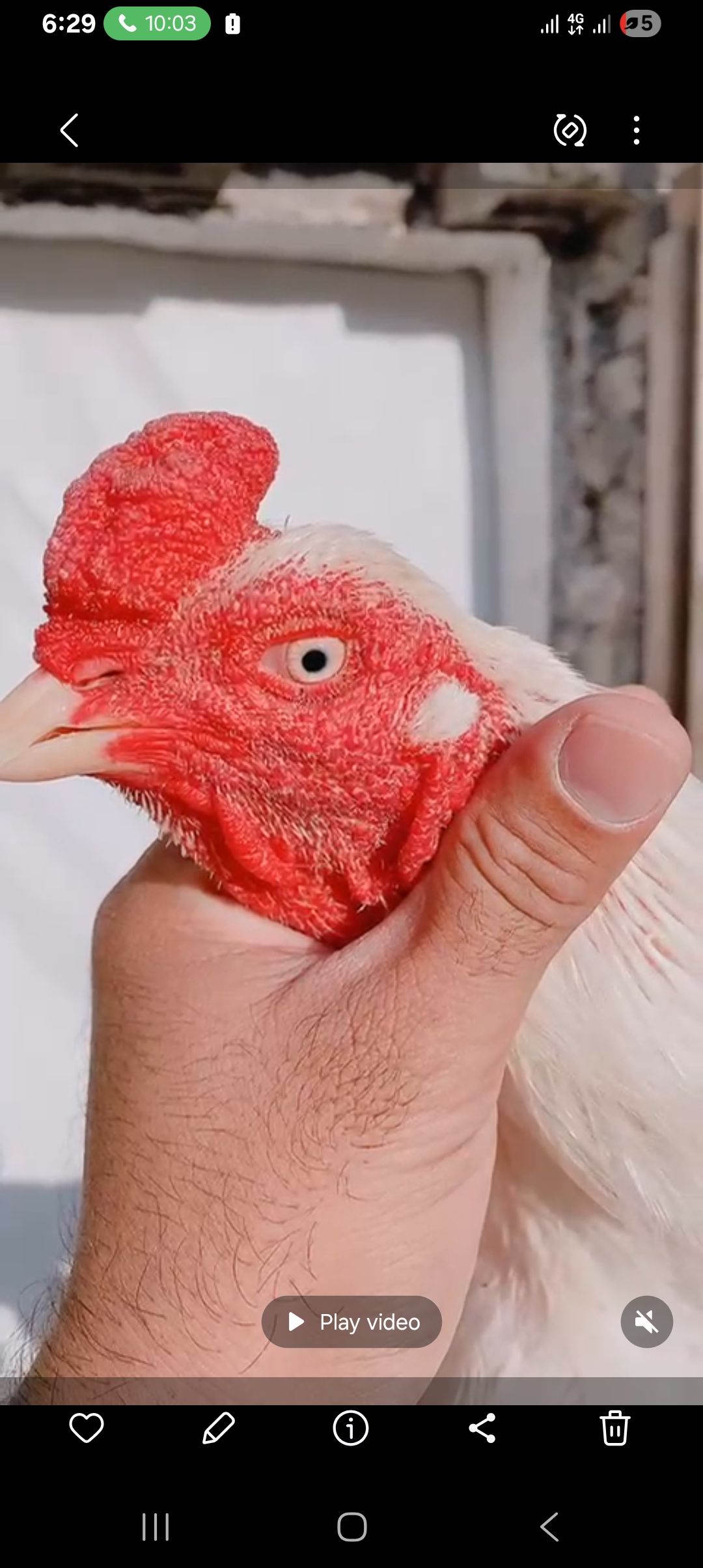 Paper white aseel heera