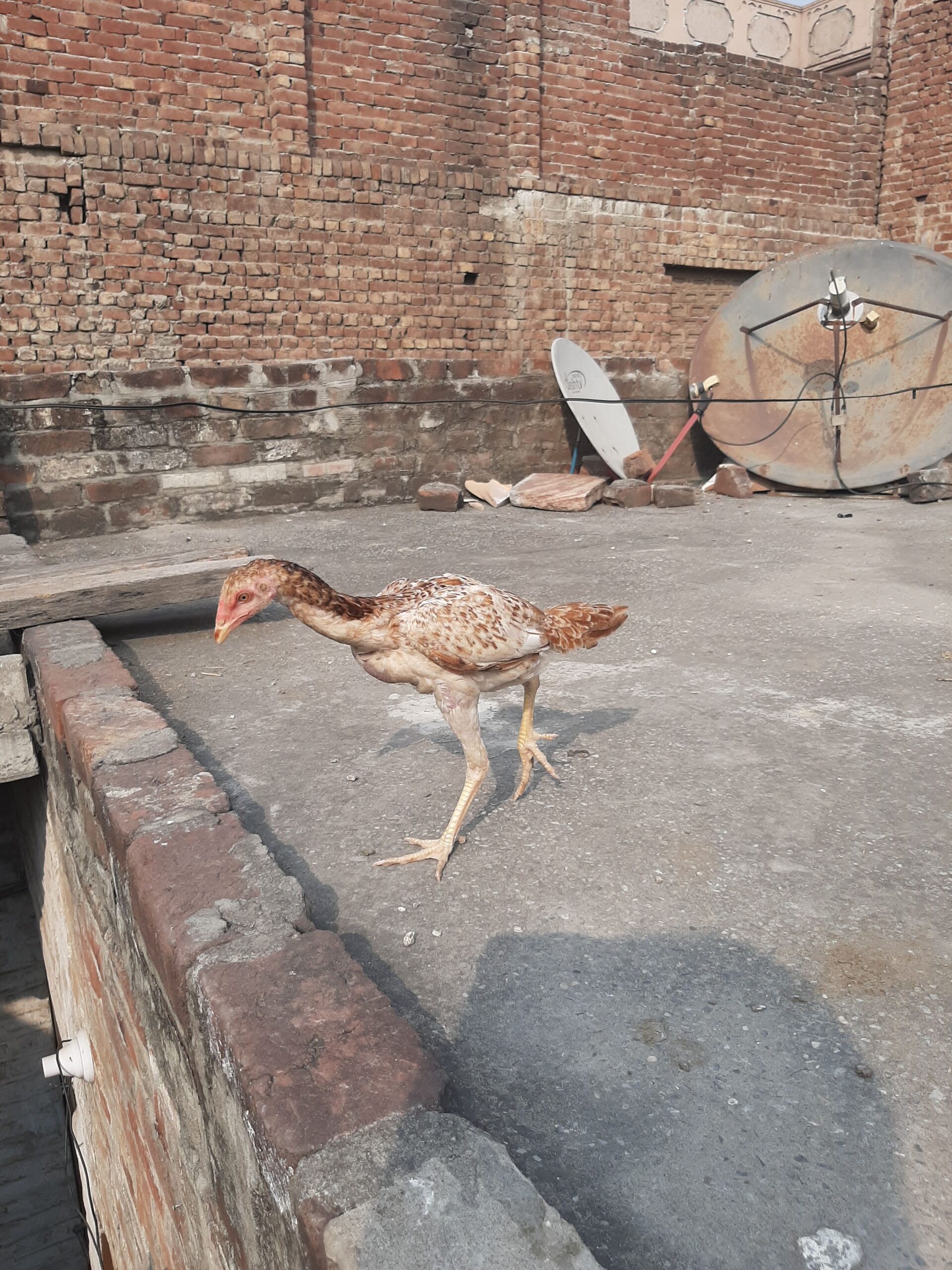 Burmi back footer 2phtta 1phtti 1+quality