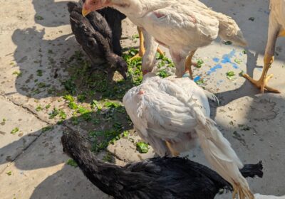 ce25b1d9-1a6f-4fc4-9ccf-9bea694e5ae7