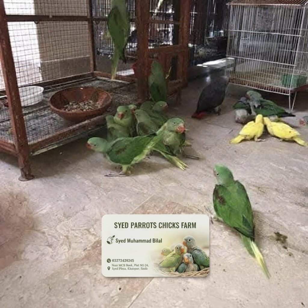 Mashalha raw k chiks