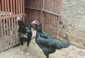 3 Healthy Pakoya Burmi Mix Breed Hens For Sale – Urgent”