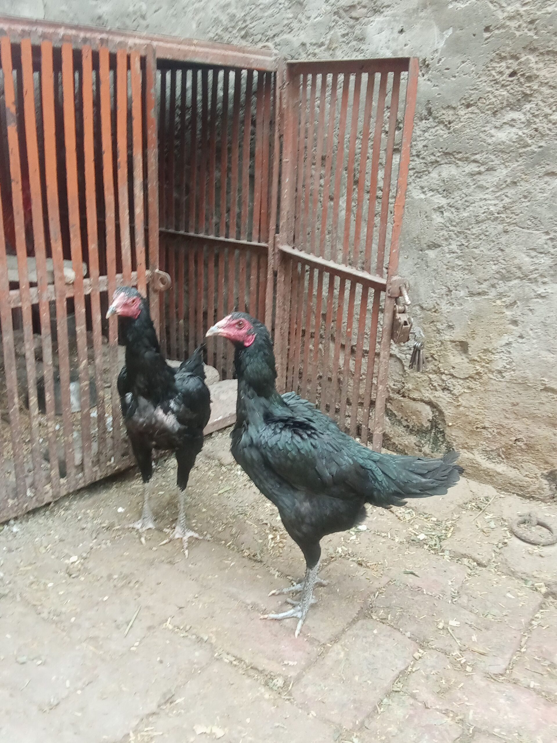 3 Healthy Pakoya Burmi Mix Breed Hens For Sale – Urgent”