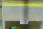 Gouldian finch jumbo size