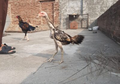 de1dd822-1264-4a15-83ad-251537d89cc3