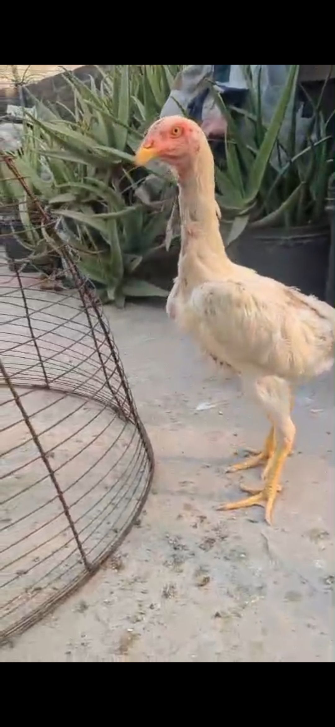 King shamo fimal bohat achai pahthi hai ready to breed