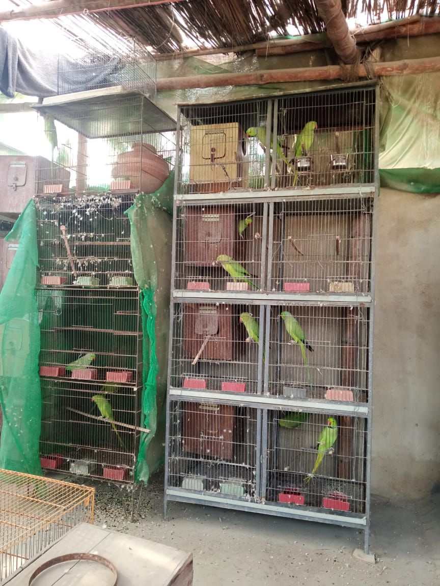 Ringneck Adult Breeder Pair For Sale