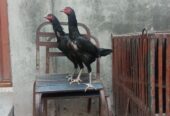 3 Healthy Pakoya Burmi Mix Breed Hens For Sale – Urgent”