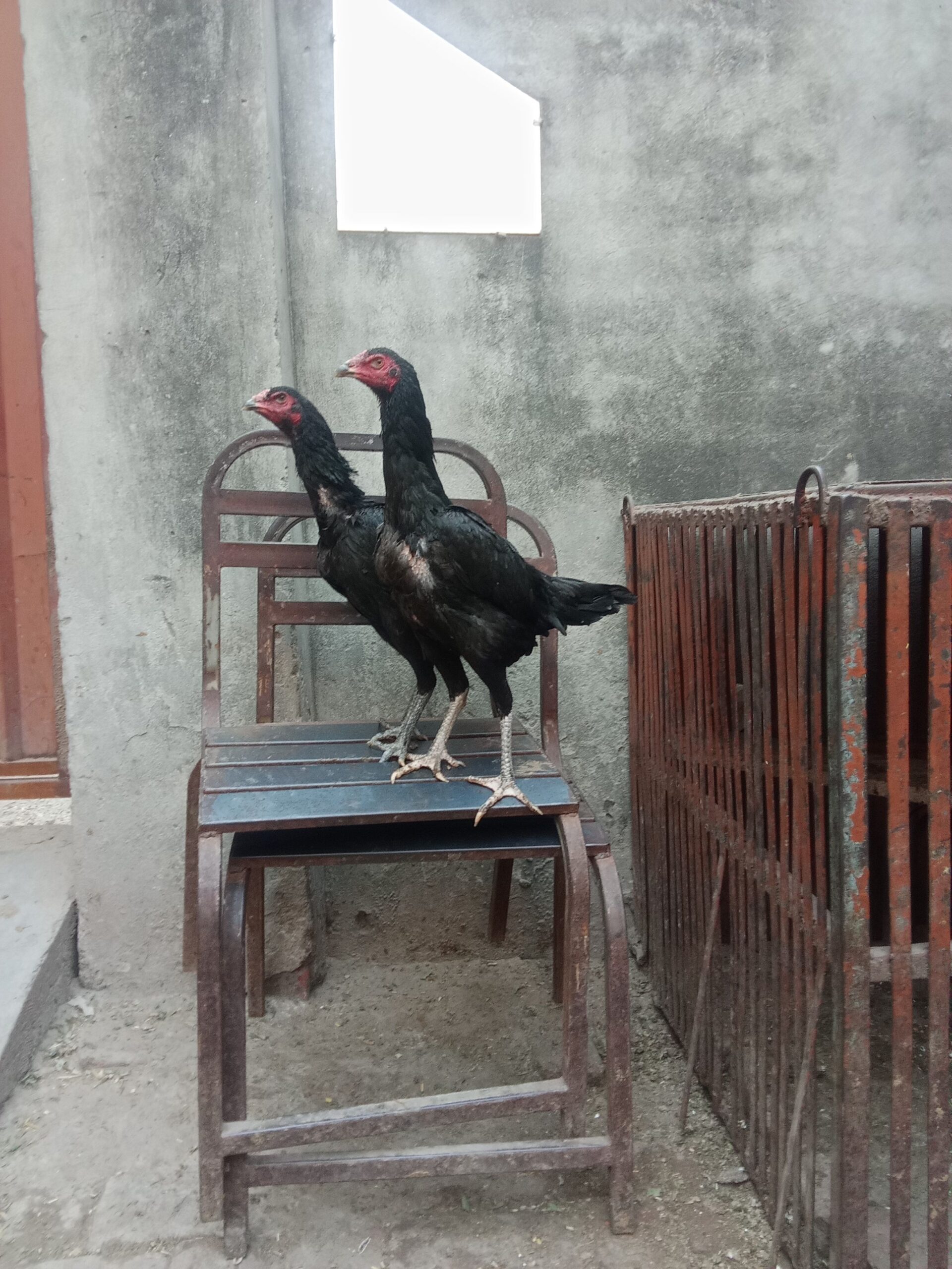 3 Healthy Pakoya Burmi Mix Breed Hens For Sale – Urgent”