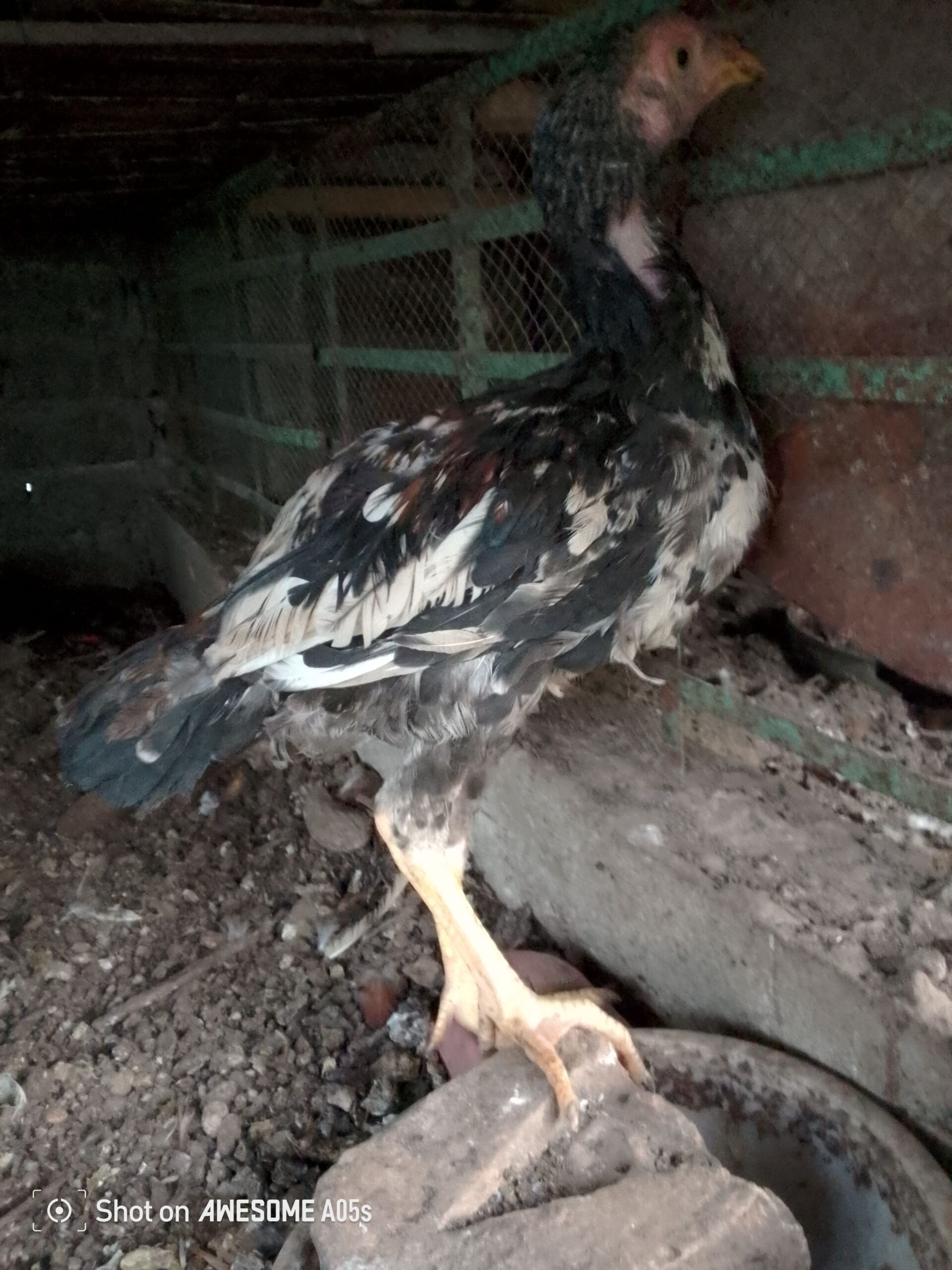 Aseel Rooster for Sale – 4 Months Old, Healthy