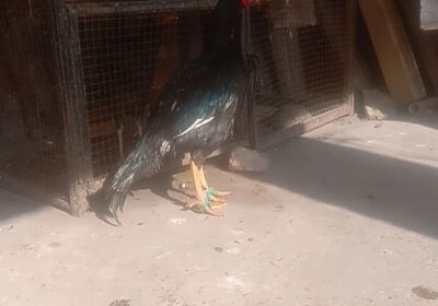 f4a31a25-aa81-46b3-a676-ba1437b2d932