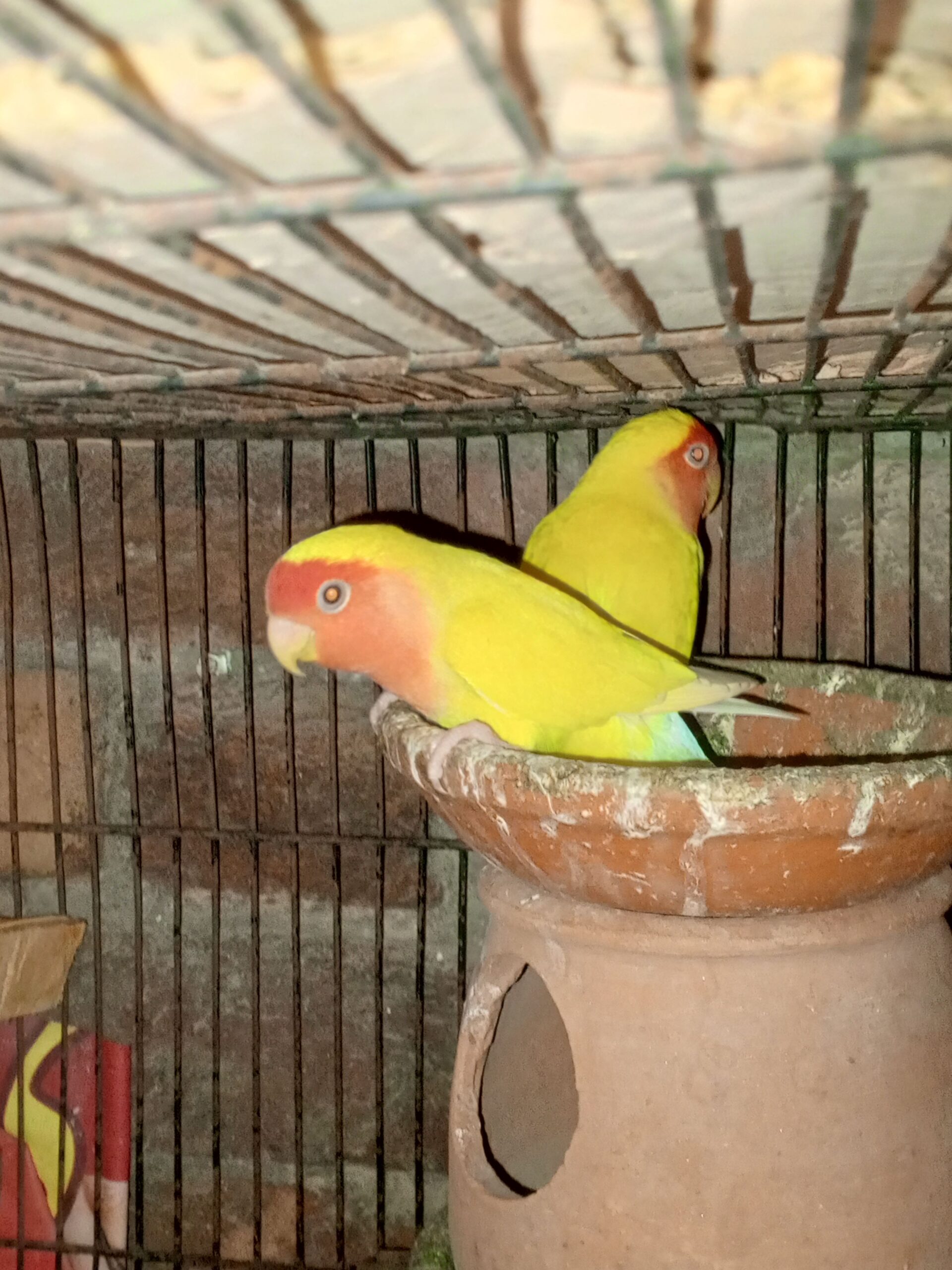 Beautiful Latino red rosy face pair