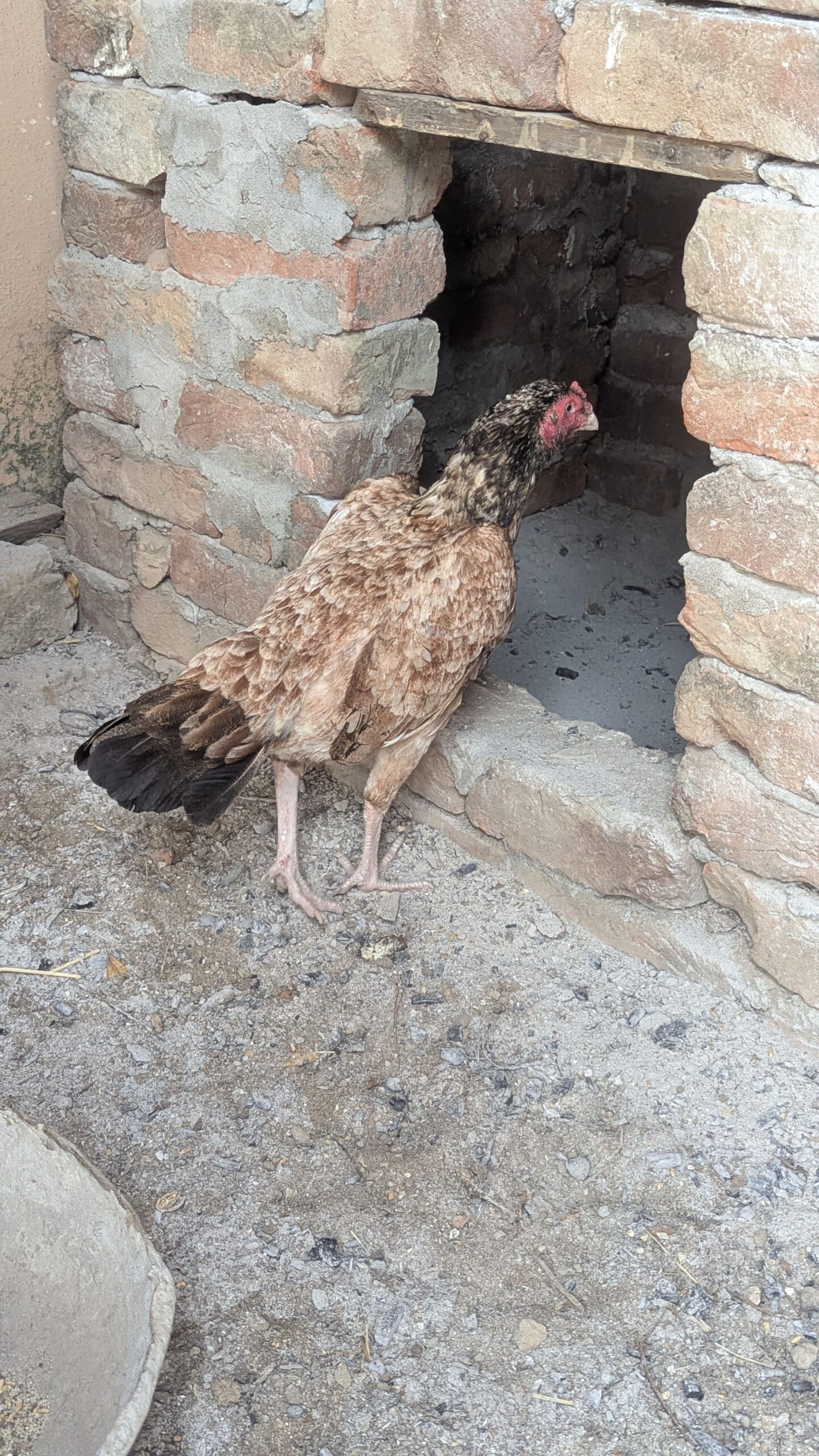 High Quality Aseel Murghi