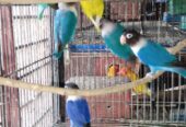 Breeder Lovebirds