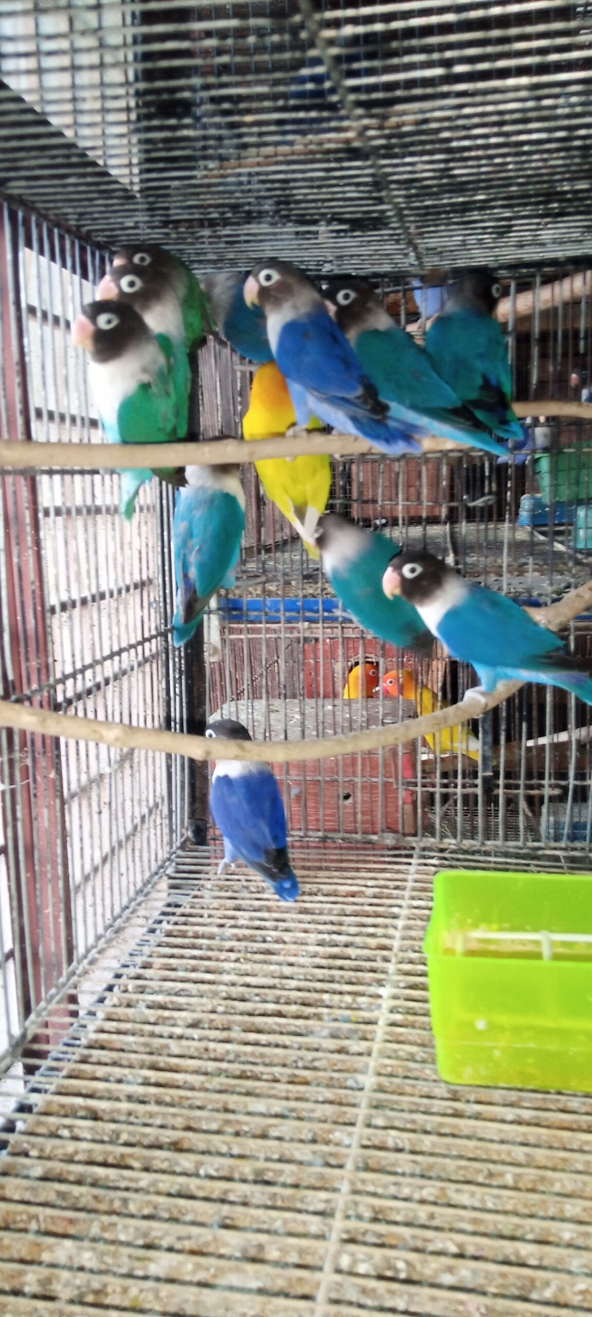 Breeder Lovebirds