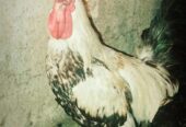 دیسی مرغا برائے فروخت