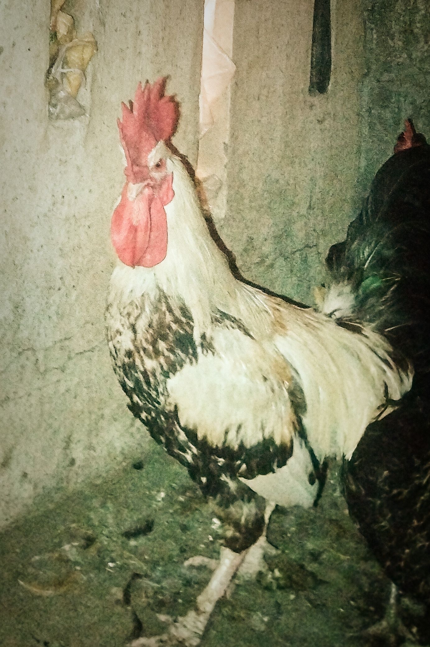 دیسی مرغا برائے فروخت