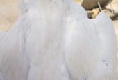 White heera for sale