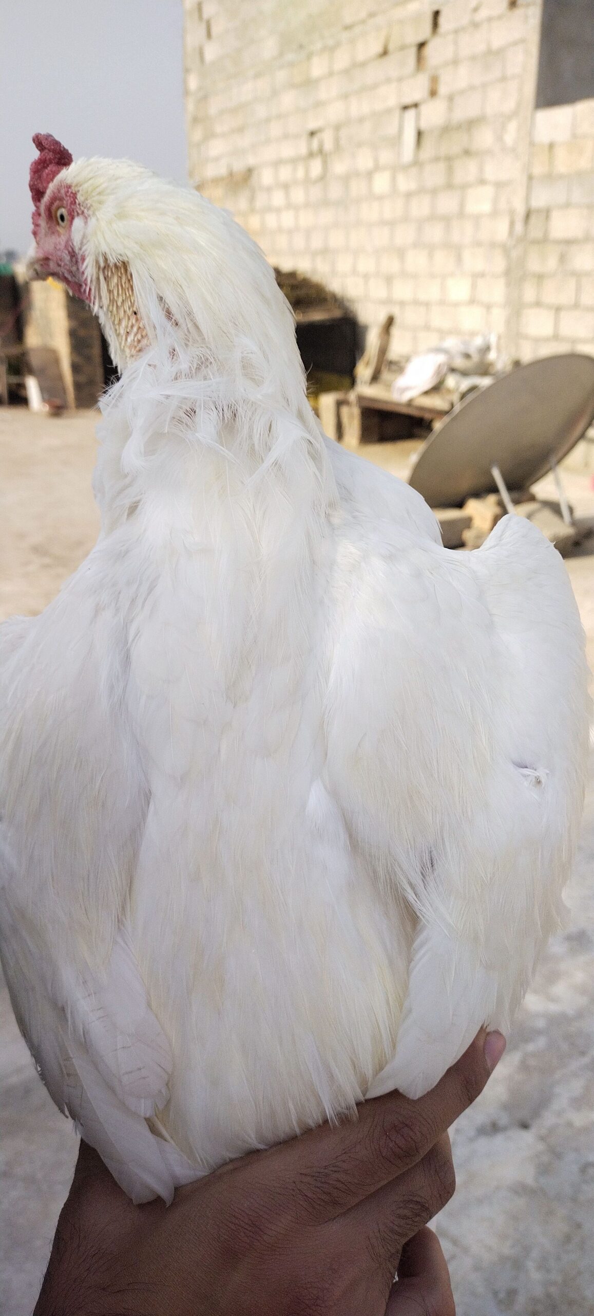 White heera for sale