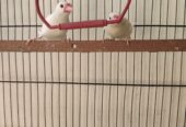 White java pair for sell with eggs