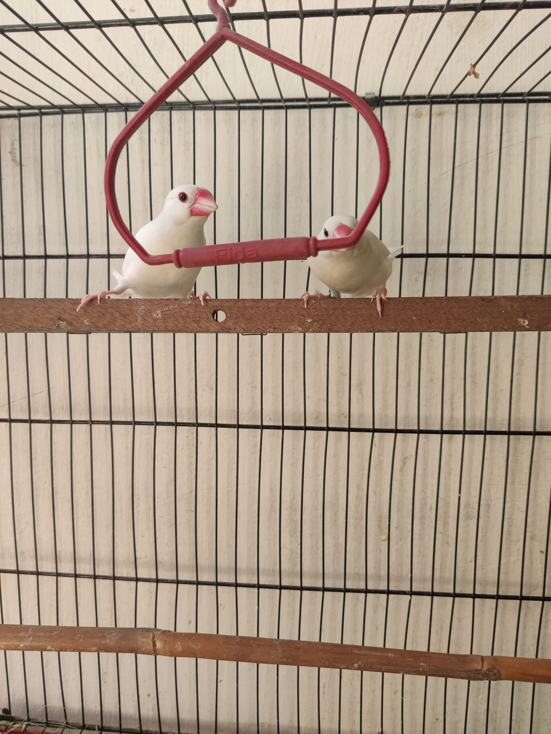 White java pair for sell with eggs