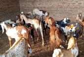 Goats qurbani k Janwarr for sale