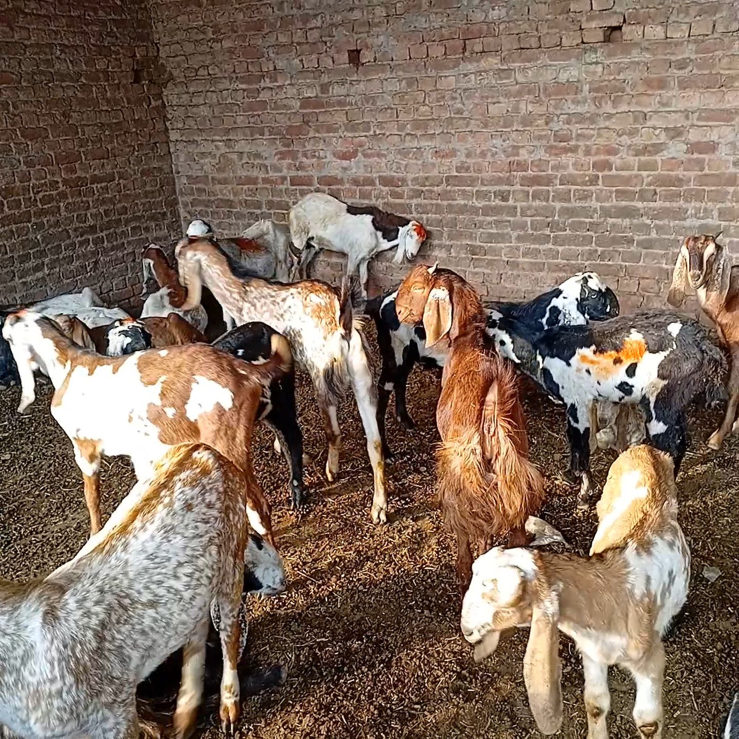 Goats qurbani k Janwarr for sale