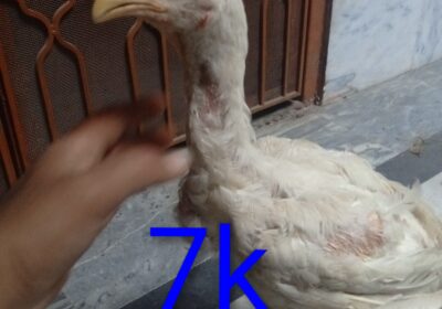 0c800076-98c9-4a62-ad72-156d2a724df2