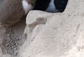 Gaint angora female with babies