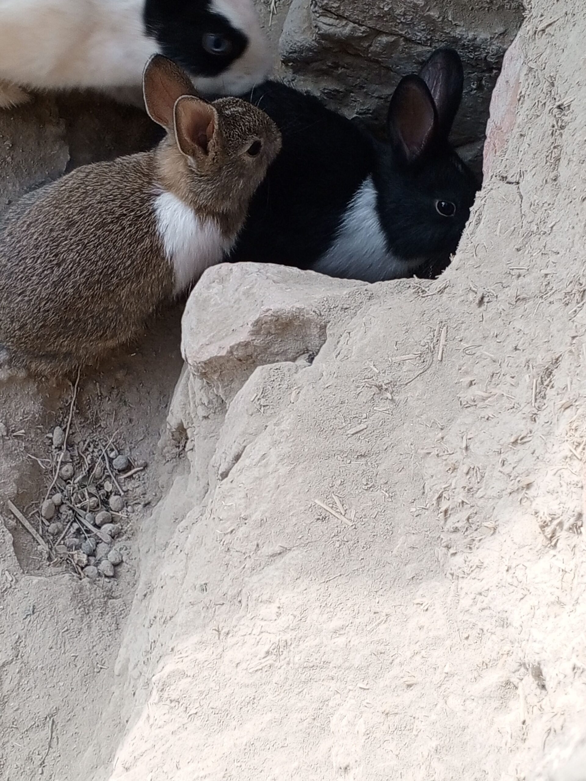 Gaint angora female with babies