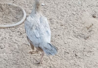 113bf3ed-e594-431f-90cb-9943c41d7ddf