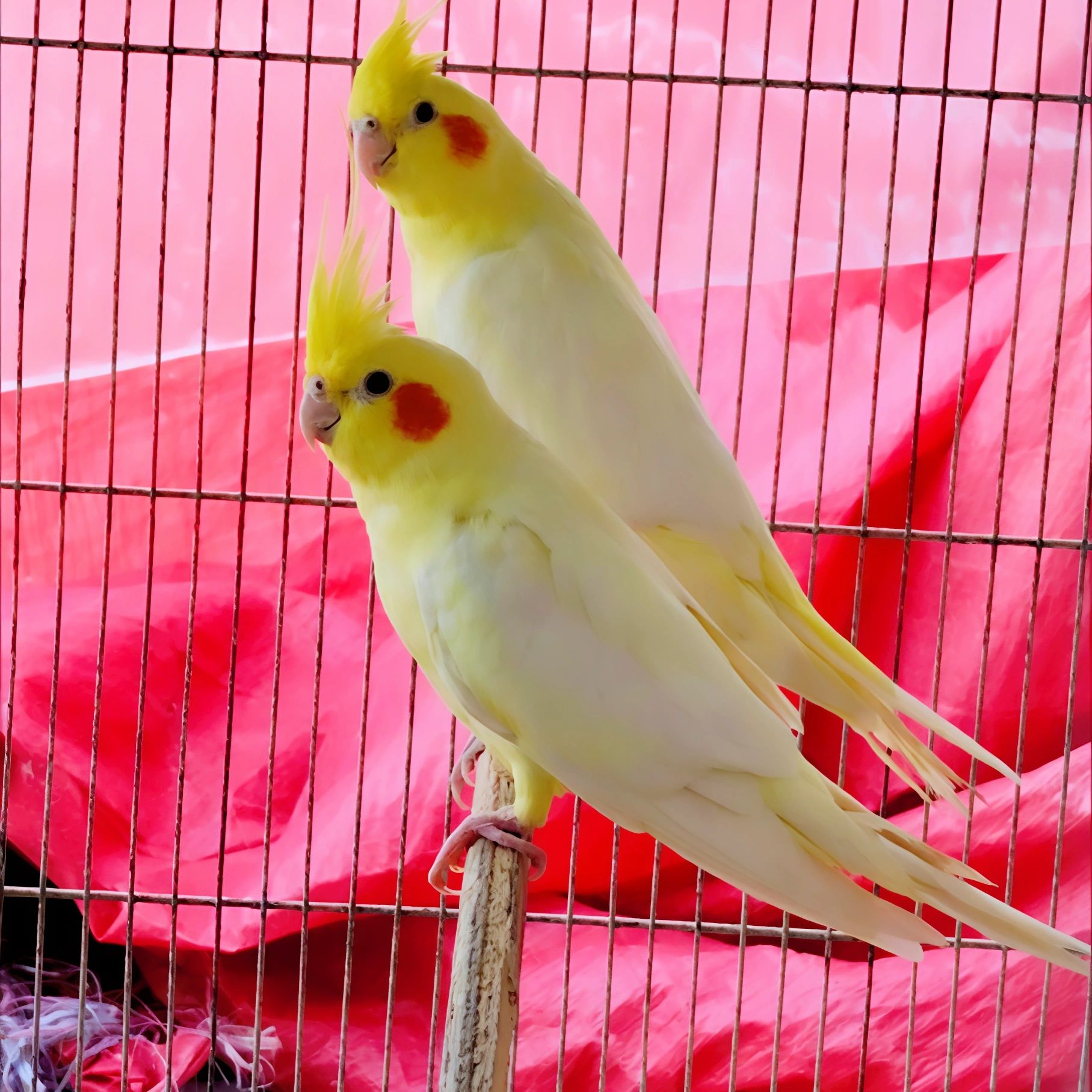 Cockatiel Bonded Pair