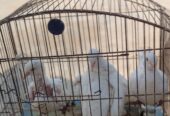 Ducks breeder pair king Breeder pair for sale